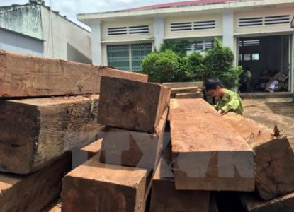 Phát hiện, thu giữ hàng chục phách gỗ lậu trên sông Thu Bồn