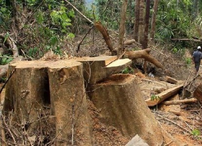 Kỷ luật chủ tịch xã Tà Lù (Đông Giang) do buông lỏng bảo vệ rừng