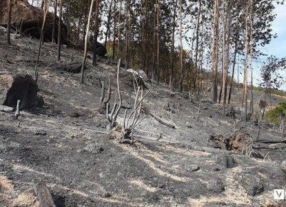Bị khởi tố vì vô tình gây cháy hơn 100ha rừng