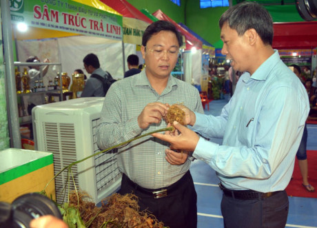 Bán được hơn 4,5 tỷ đồng từ phiên chợ sâm Ngọc Linh đầu tiên ở Quảng Nam