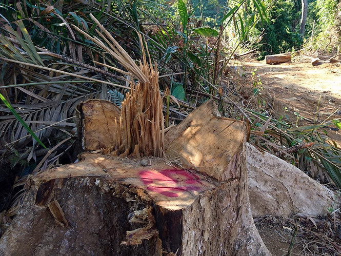 Cây gỗ lớn ở Tiểu khu 341 thuộc địa bàn xã Chà Vàl, H.Nam Giang (Quảng Nam) bị lâm tặc ngang nhiên đốn hạ