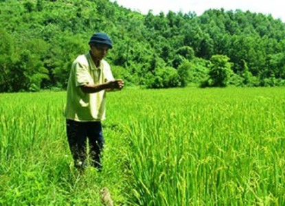 Quảng Nam: Phát triển lúa nước đảm bảo an ninh lương thực vùng cao