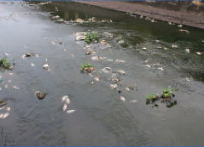Cá chết trên hồ Nguyễn Du đã hơn 10 ngày