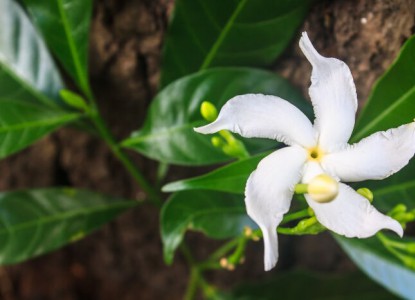 Phát hiện loài hoa nhài mới ở Quảng Nam