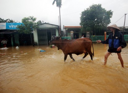 Cập nhật: Người dân Quảng Nam đưa heo, bò chạy lũ