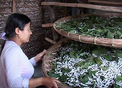 Quảng Nam: Khôi phục nghề trồng dâu nuôi tằm