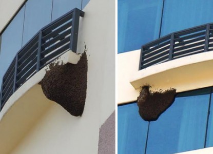 Kỳ lạ 2 tổ ong mật 'khủng' trong khách sạn 4 sao ở Quảng Nam