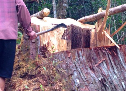 Phát hiện vụ tàn phá nghiêm trọng rừng pơmu quý hiếm tại Nam Giang