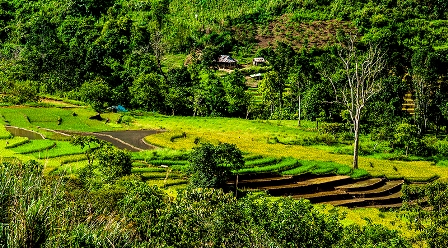 Ngắm ruộng bậc thang ở vùng cao Quảng Nam vào mùa gặt