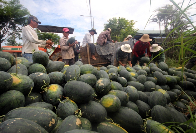Thư kêu gọi hỗ trợ nông dân Quảng Nam tiêu thụ dưa hấu