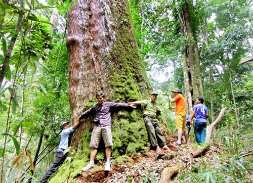 “Còn rừng còn Tây Giang, mất rừng mất Tây Giang”: Đó là mục tiêu bảo tồn, phát triển văn hóa của người Cơ Tu, huyện Tây Giang, Quảng Nam.