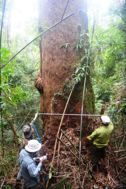 Các chuyên gia đo đạc, khoan thí nghiệm để “đếm” tuổi của rừng pơmu nguyên sinh ở Tây Giang. 