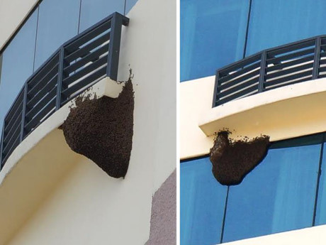 Kỳ lạ 2 tổ ong mật 'khủng' trong khách sạn 4 sao ở Quảng Nam